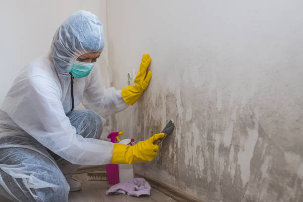 Trusted Creve Coeur, IL Mold Removal Experts