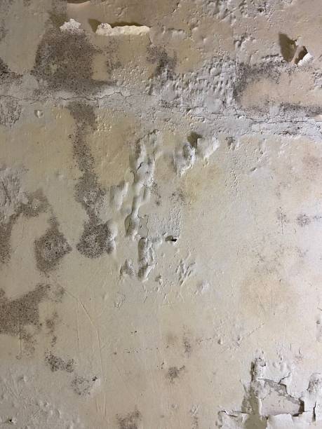 Best Mold Removal Process  in Creve Coeur, IL