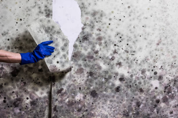 Best Emergency Mold Removal  in Creve Coeur, IL
